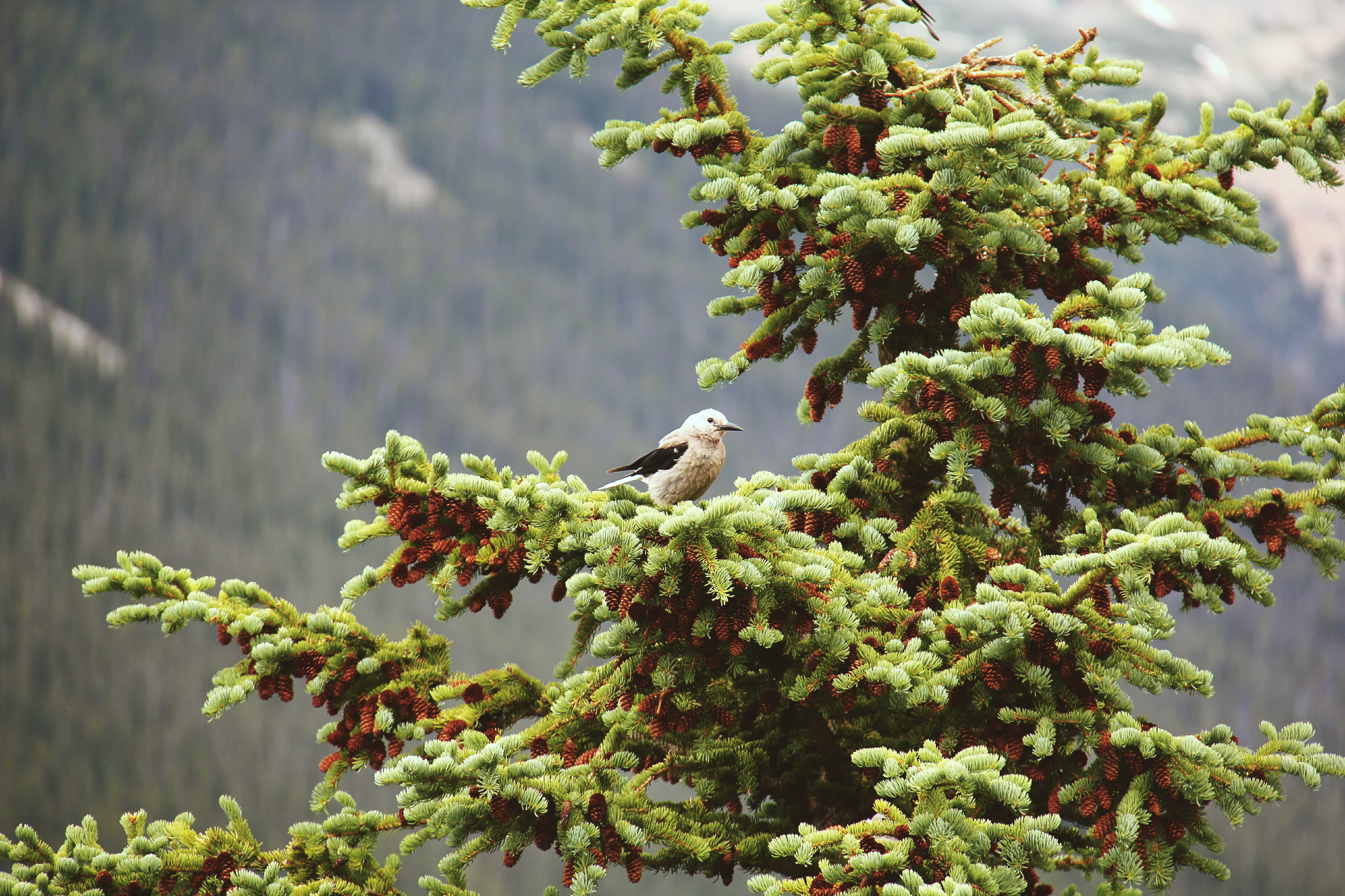 Canada and New York 2011 32